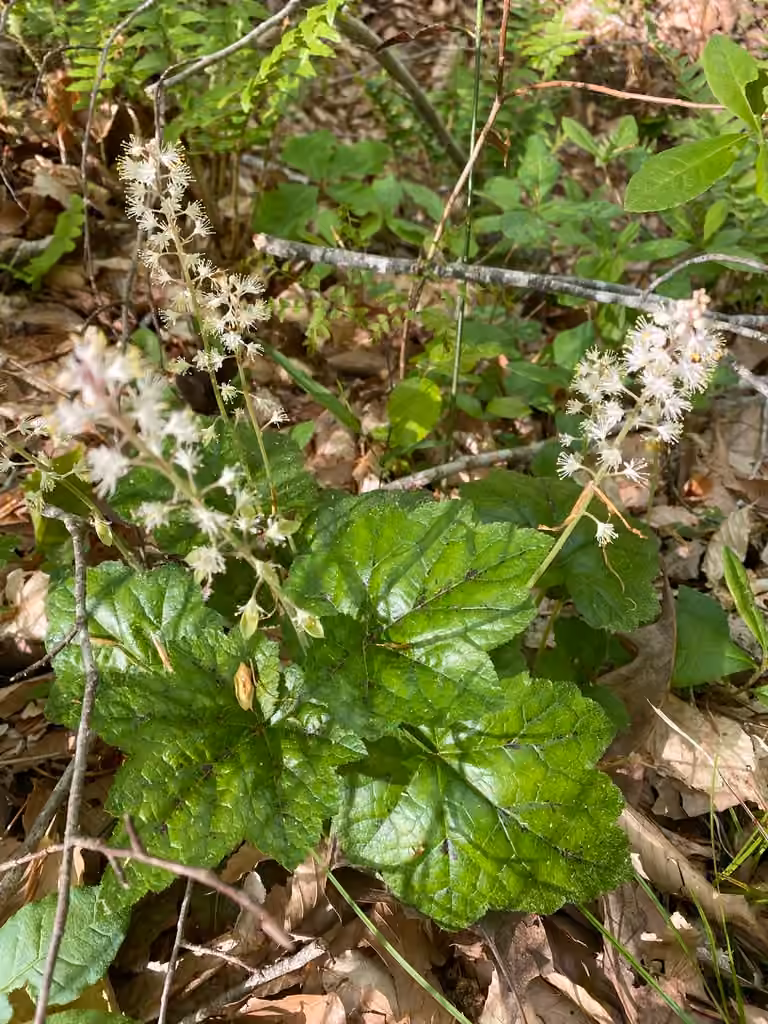 Heartleaf foamflower, In fruit