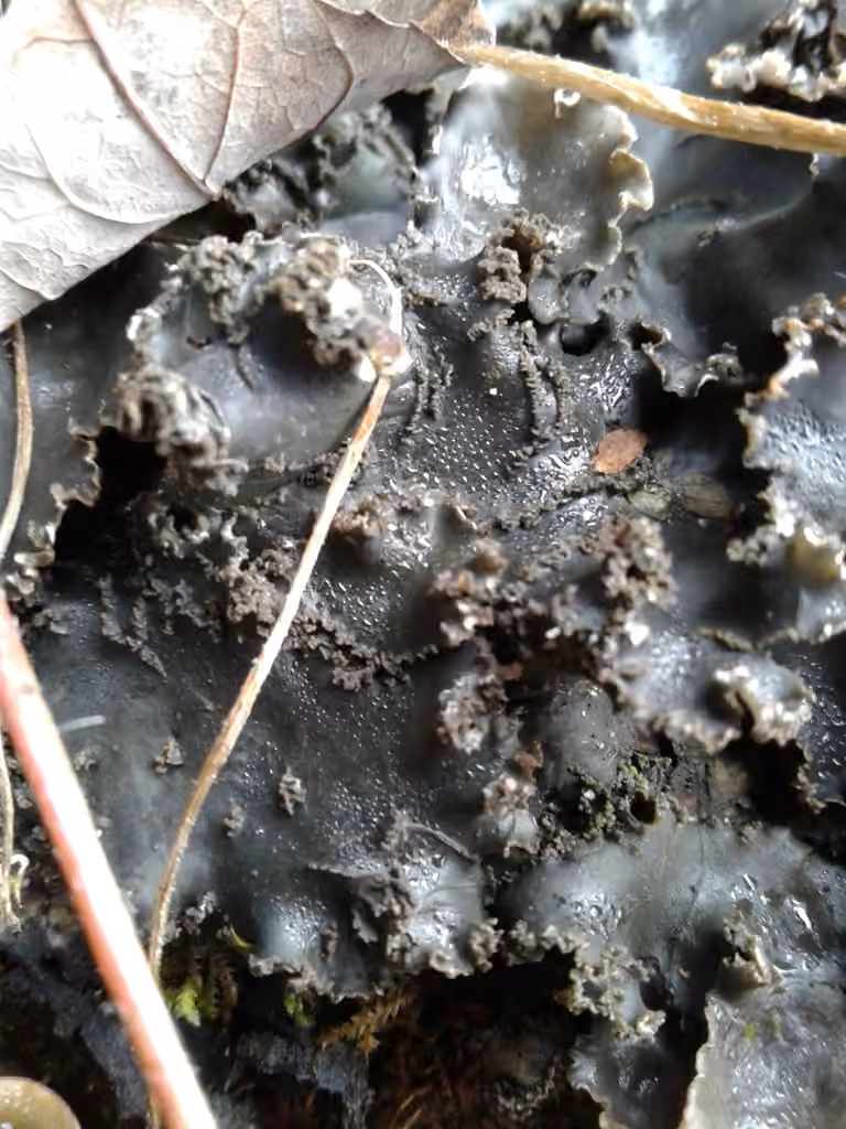 Concentric pelt lichen, photo 1 of 5