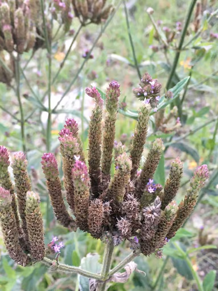 Verveine de Buenos Aires, En fruits