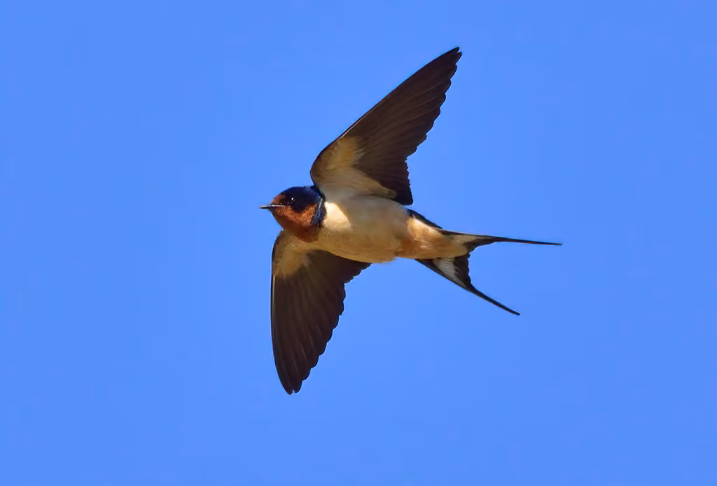 Barn Swallow, Adult