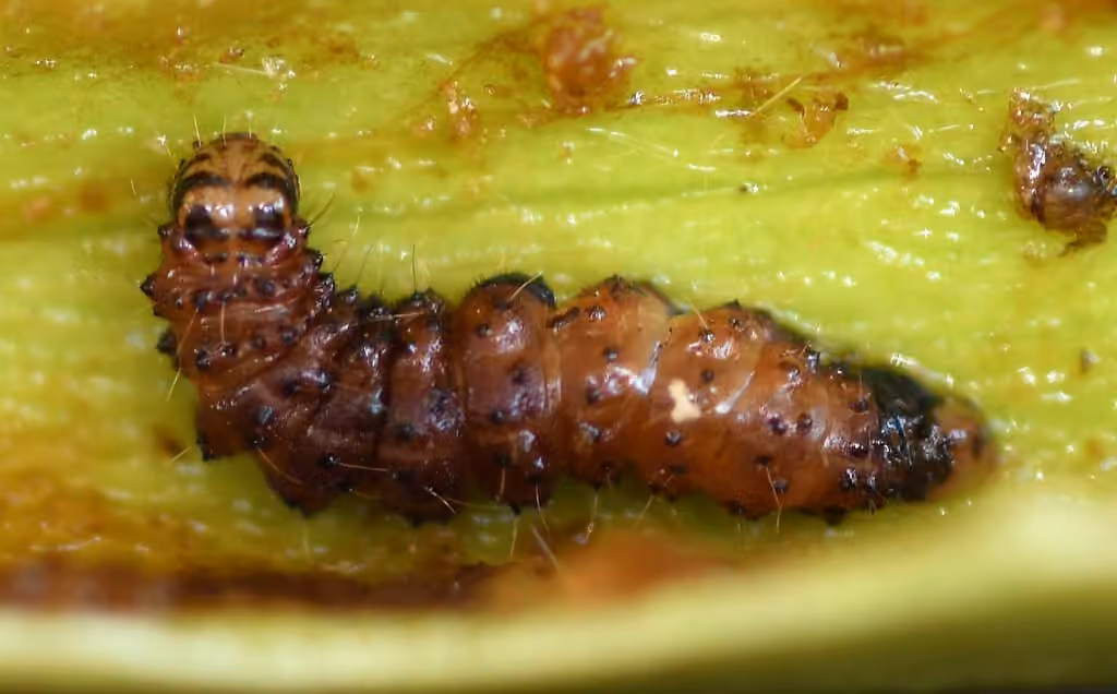Epauletted Pitcher Plant Moth, Caterpillar