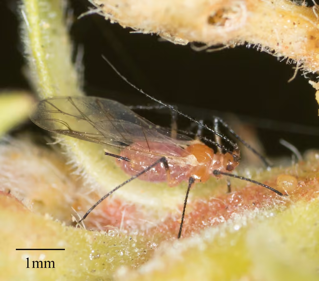 Beeblossom Aphid, photo 2 sur 5