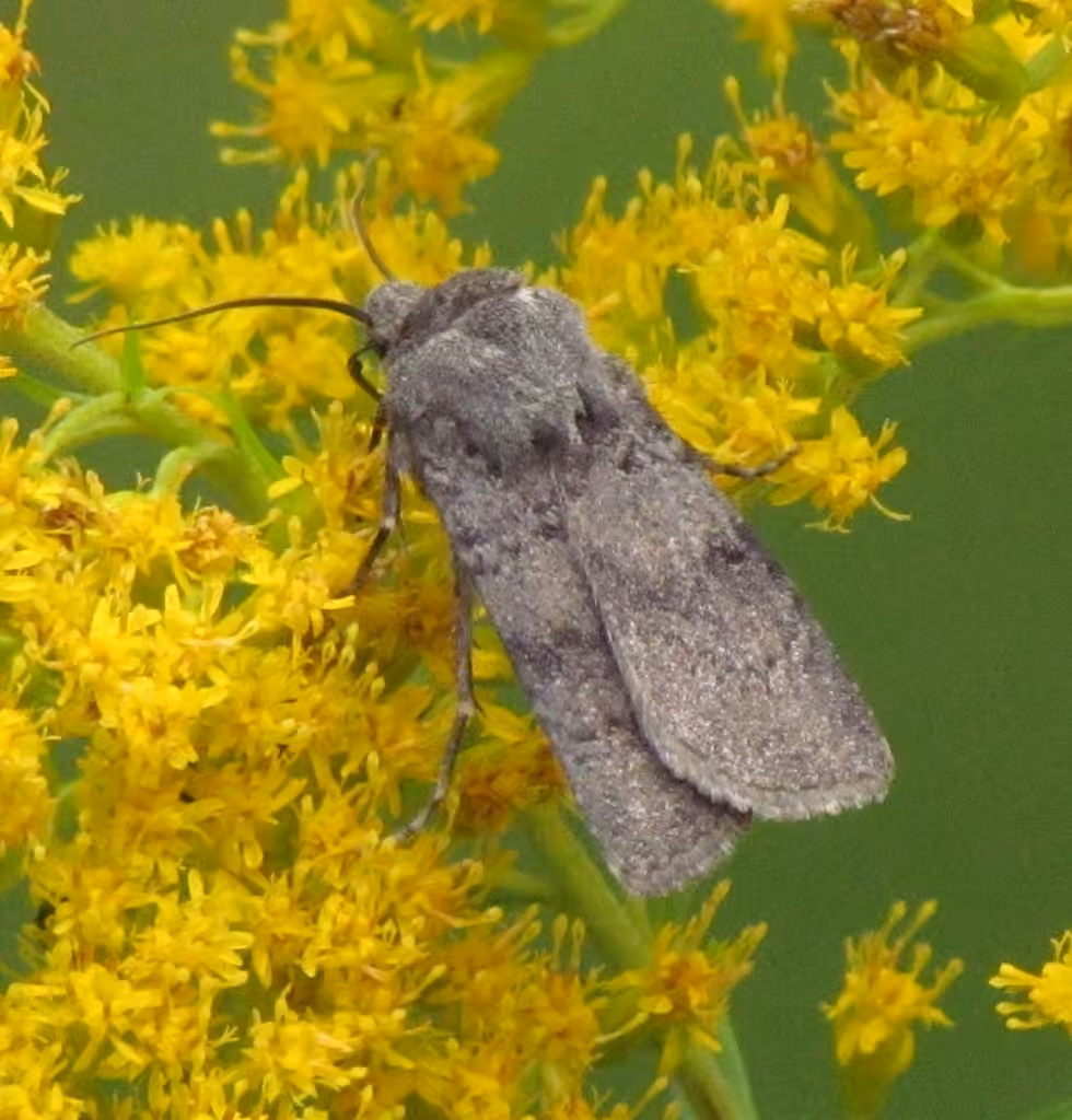 Hairy Euxoa Moth, Adulte