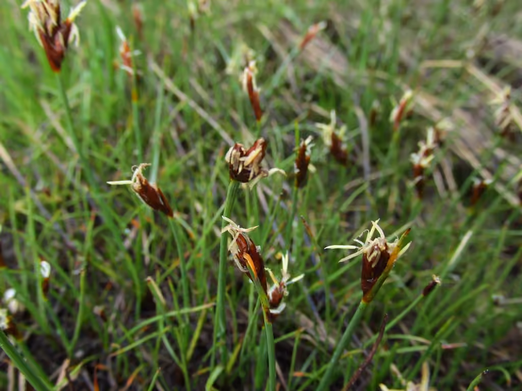 Red bulrush, photo 2 of 5