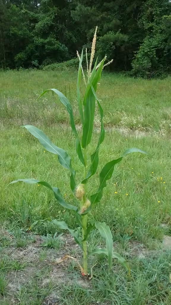 Maize, photo 1 of 5