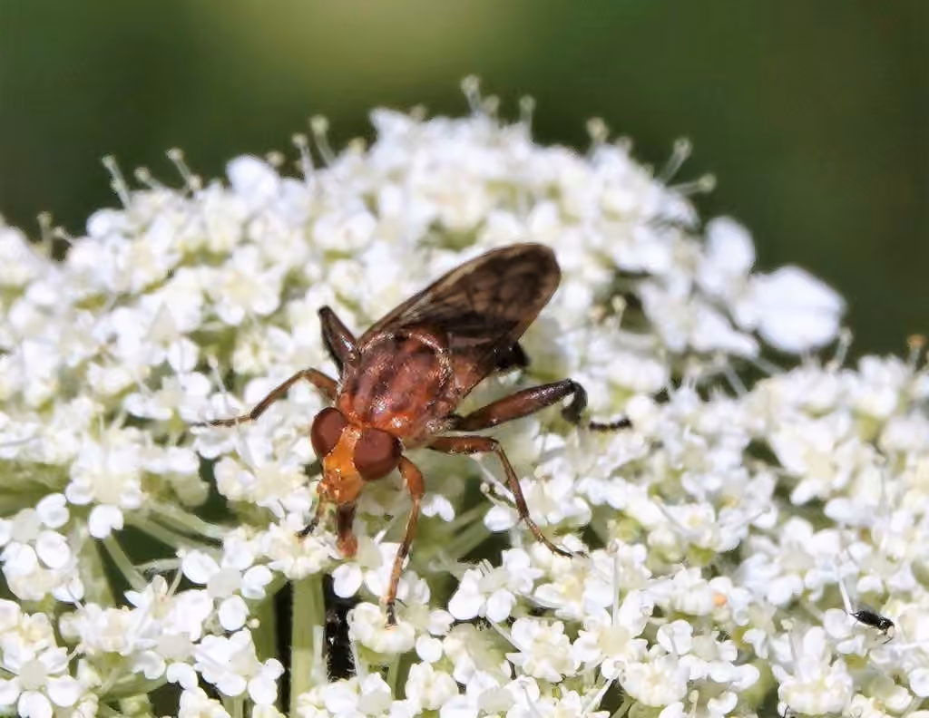 Syrphe ferrugineux, Femelle