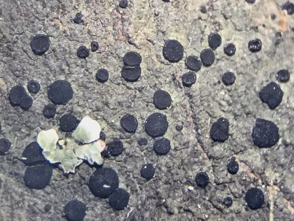 Tiny Many-spored Buttons, photo 1 sur 5