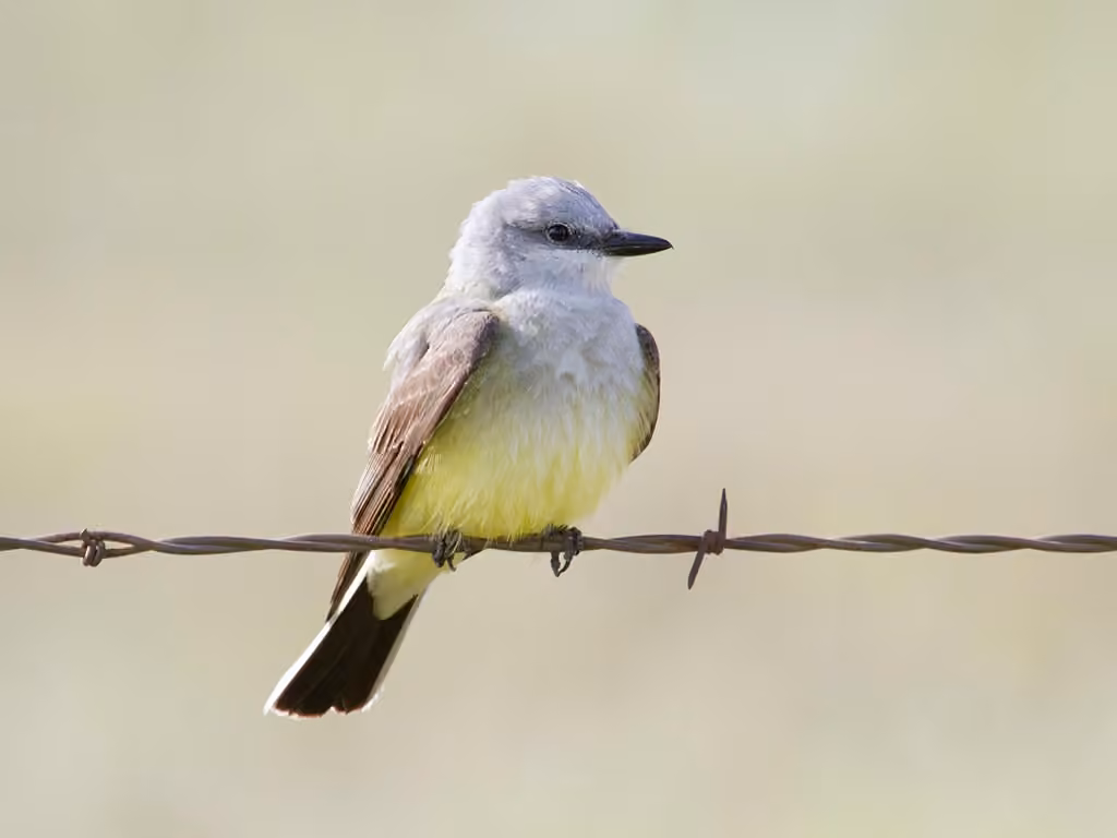 Western Kingbird, photo 1 of 5