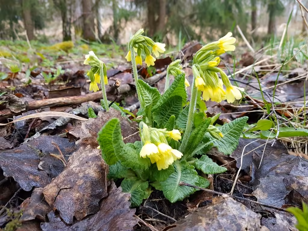Oxlip, In flower