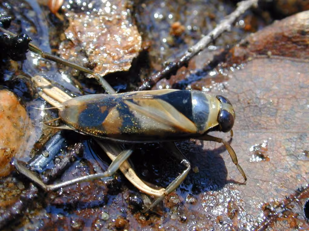 Island back swimmer, Adult
