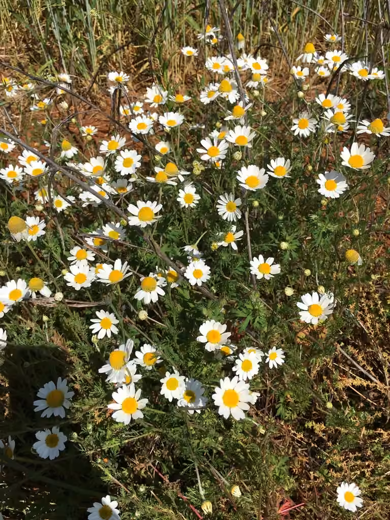 Corn chamomile, In flower