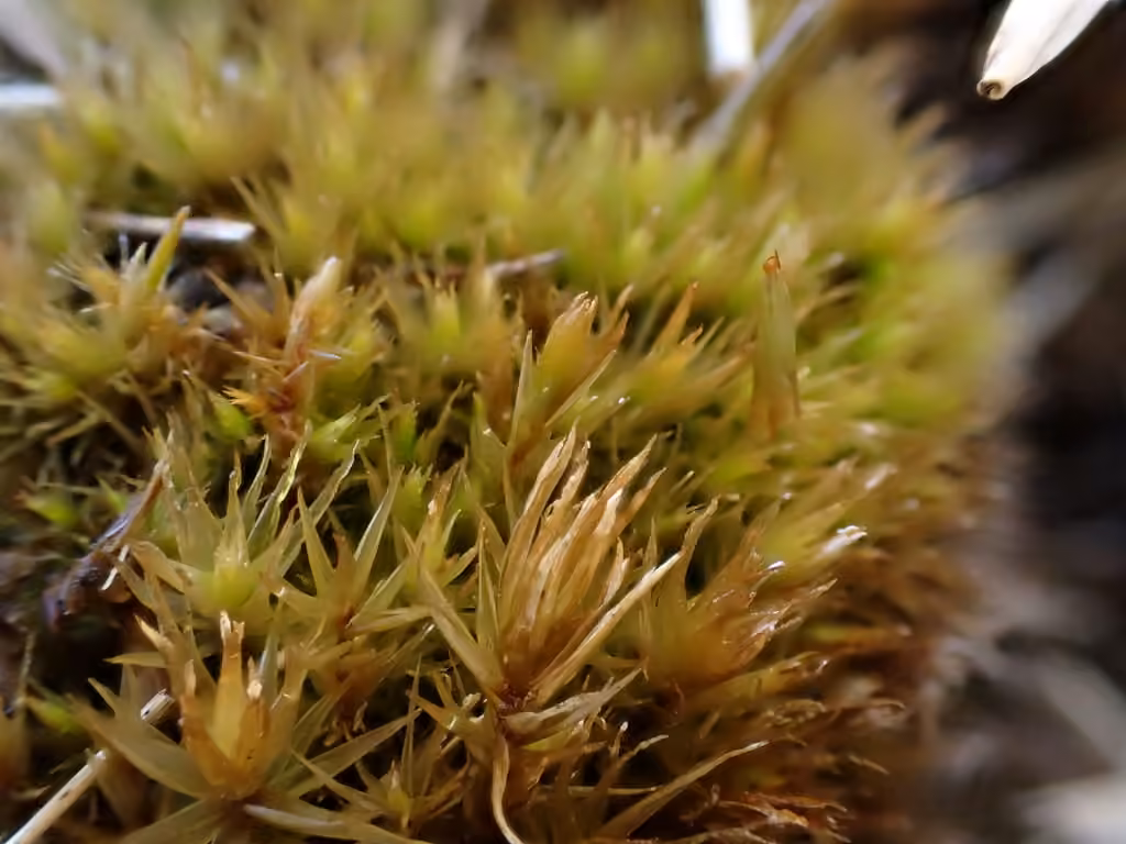 Bonjean's dicranum moss, photo 2 of 5