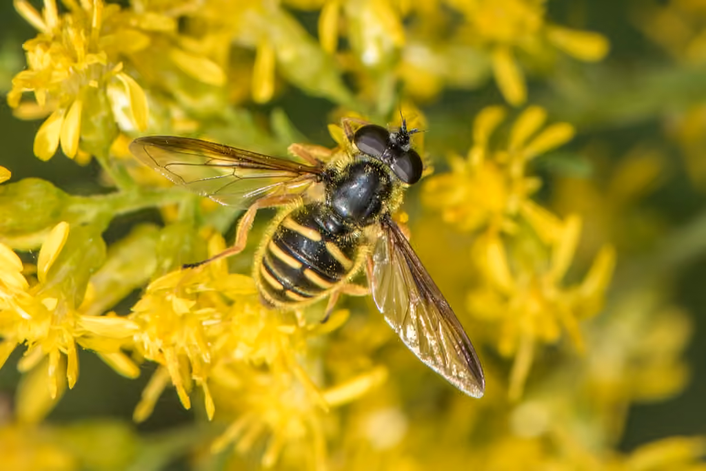 Oblique-banded Pond Fly, Female