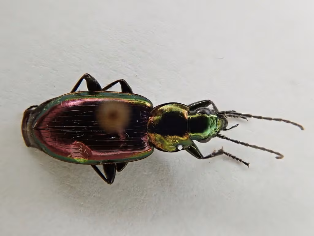 Agonum aux ailes cuivrées, photo 2 sur 5
