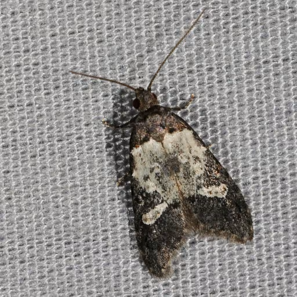 Prune Limb Borer