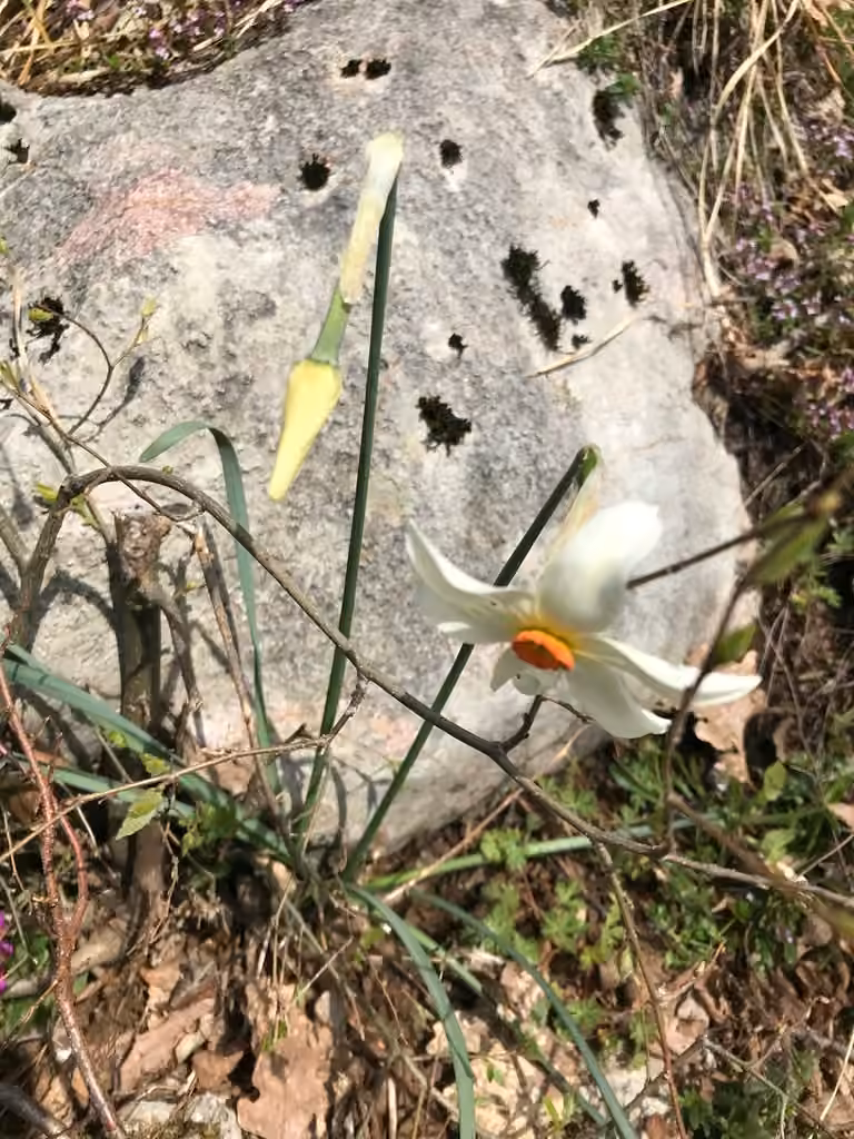 Narcisse des poètes, En boutons