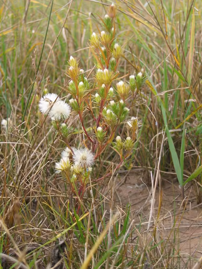 Rayless alkali aster, photo 1 of 5