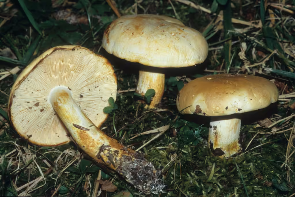 Tricholome jaunissant, photo 2 sur 5