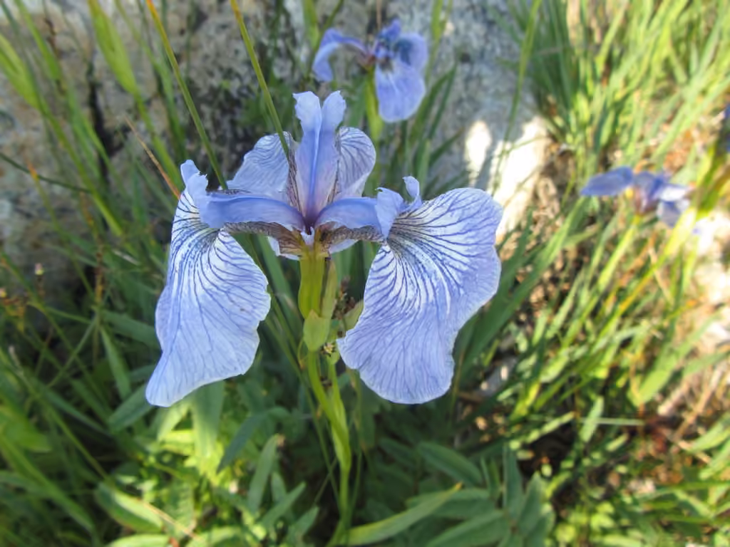 Iris de Hooker