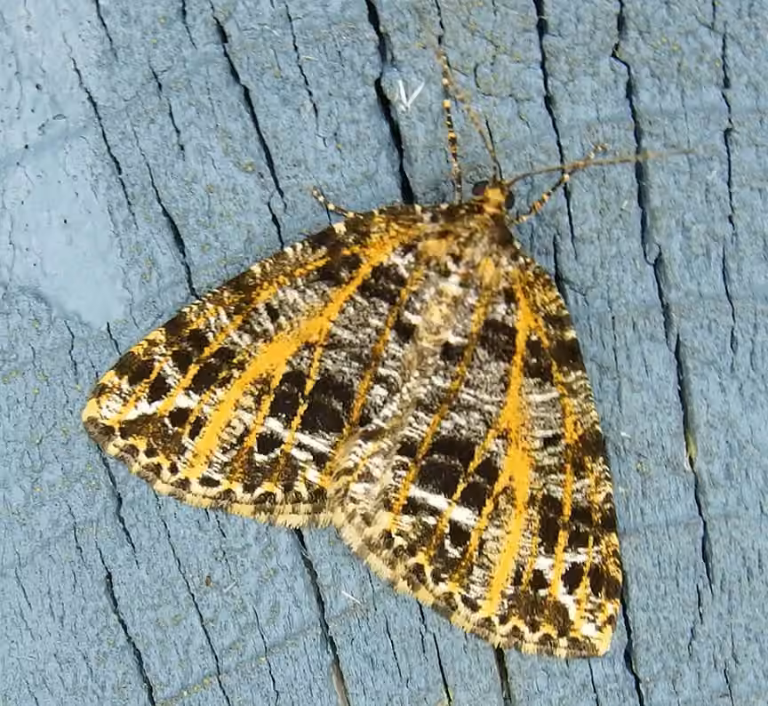 Yellow-veined Geometer Moth, Adulte