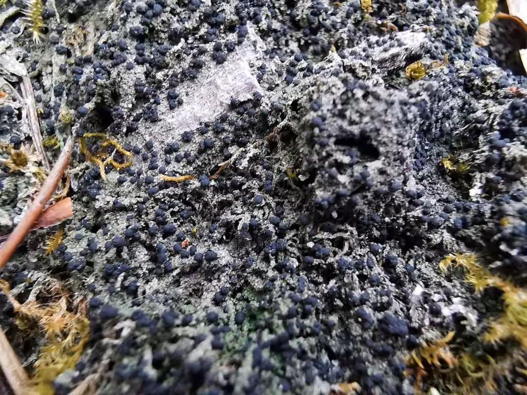 Six-celled Moss Dot Lichen, photo 3 sur 5