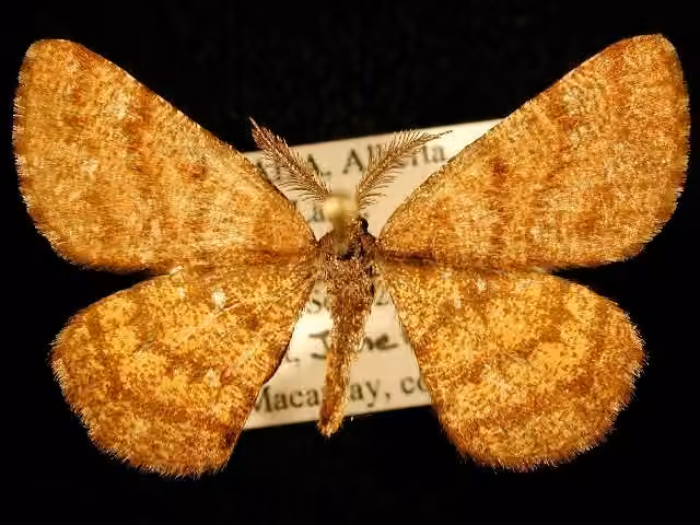 Cranberry Spanworm Moth, photo 3 sur 5