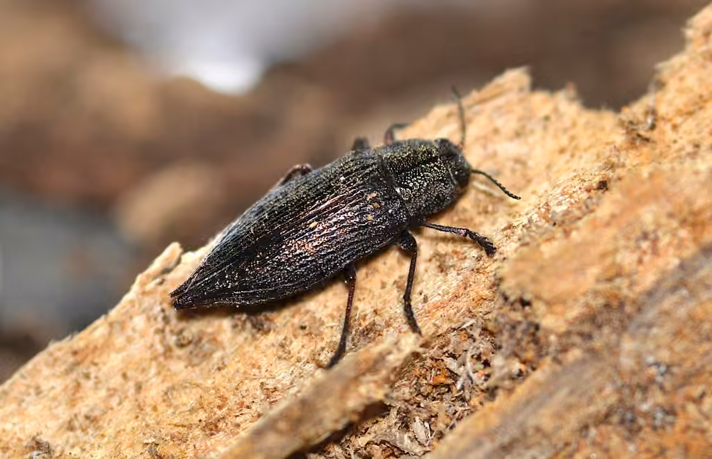 Eastern Poplar Buprestid Beetle, photo 2 of 5