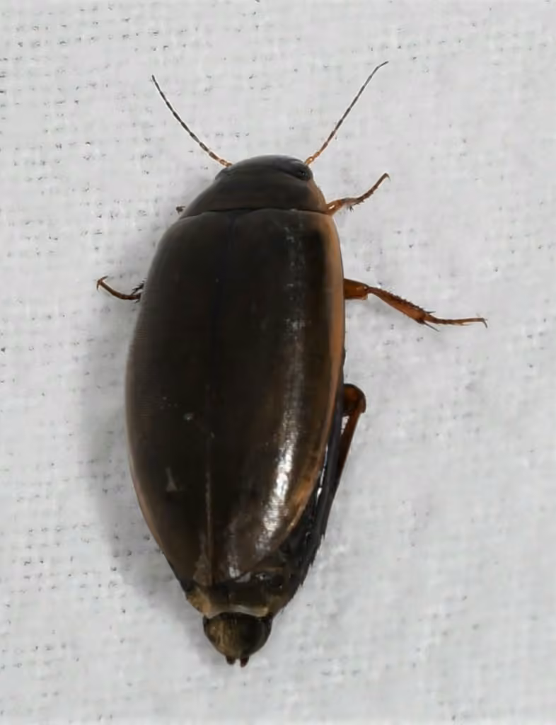 Sculptured Predaceous Diving Beetle, Female