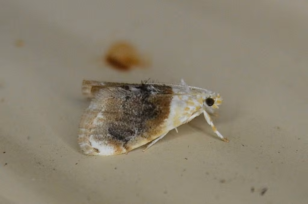 Sooty Lipocosmodes Moth, photo 3 of 5