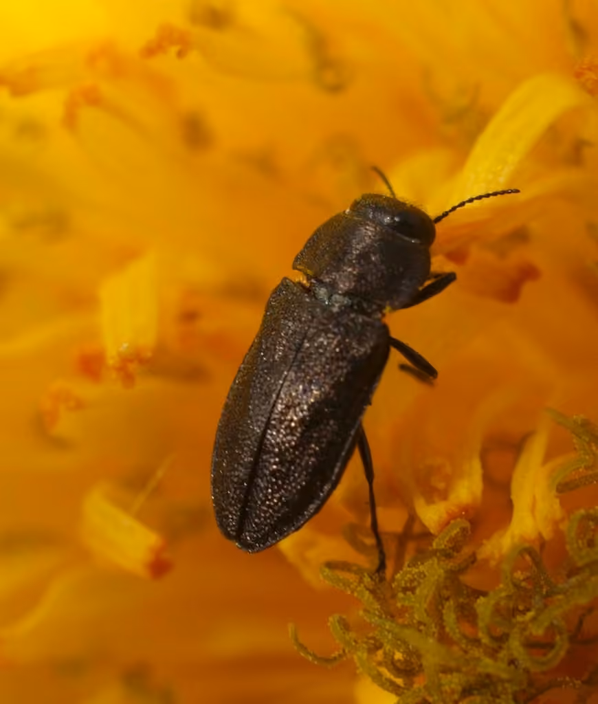 Dandelion Anthaxia Beetle, photo 3 of 5