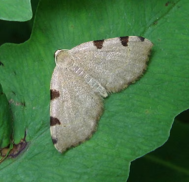 Three-spotted Fillip