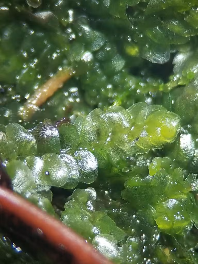 Meylan's Pouchwort, photo 3 of 5