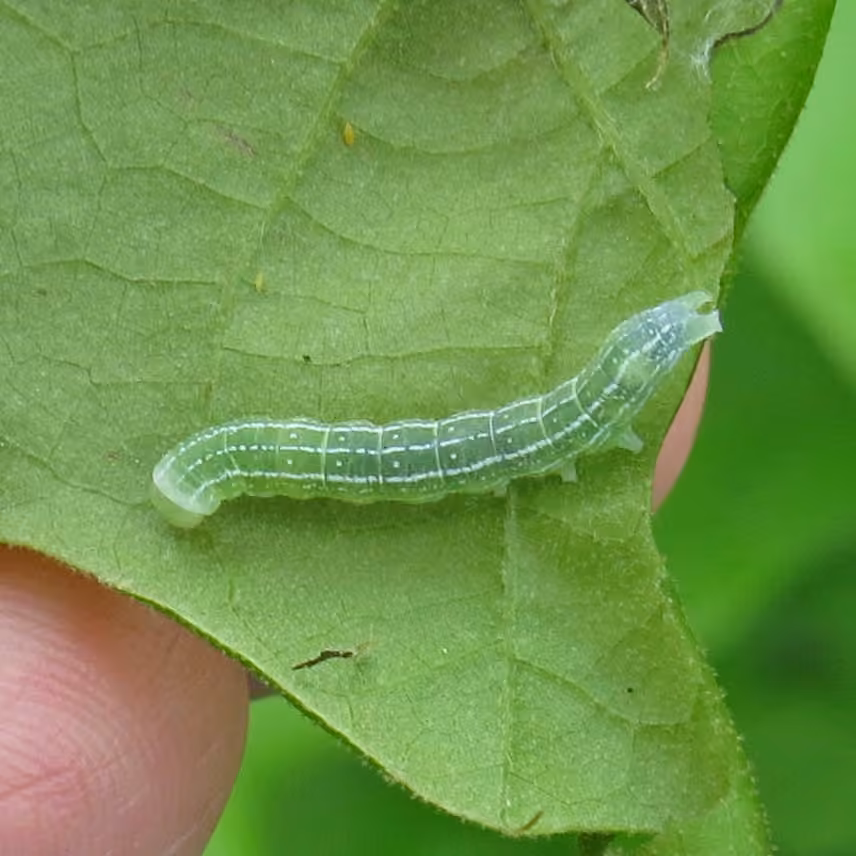 Distinct Quaker, Caterpillar