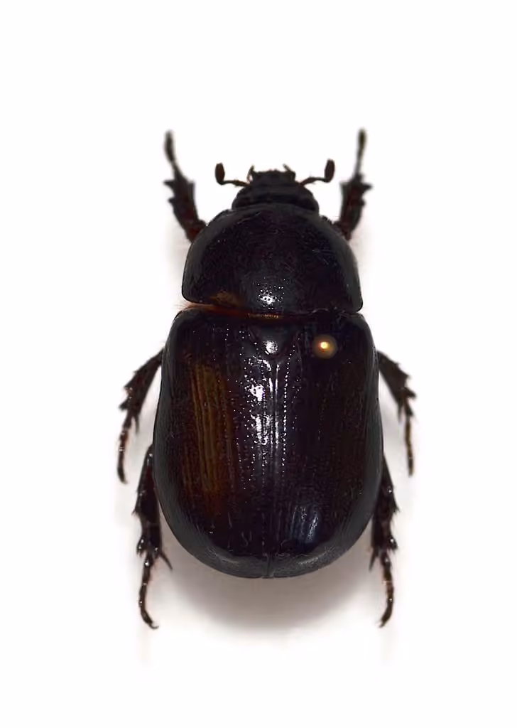 Relict Rhinoceros Beetle, Adult