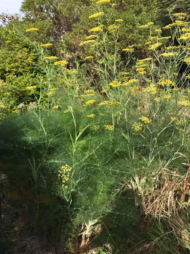 Sweet fennel, photo 1 of 5