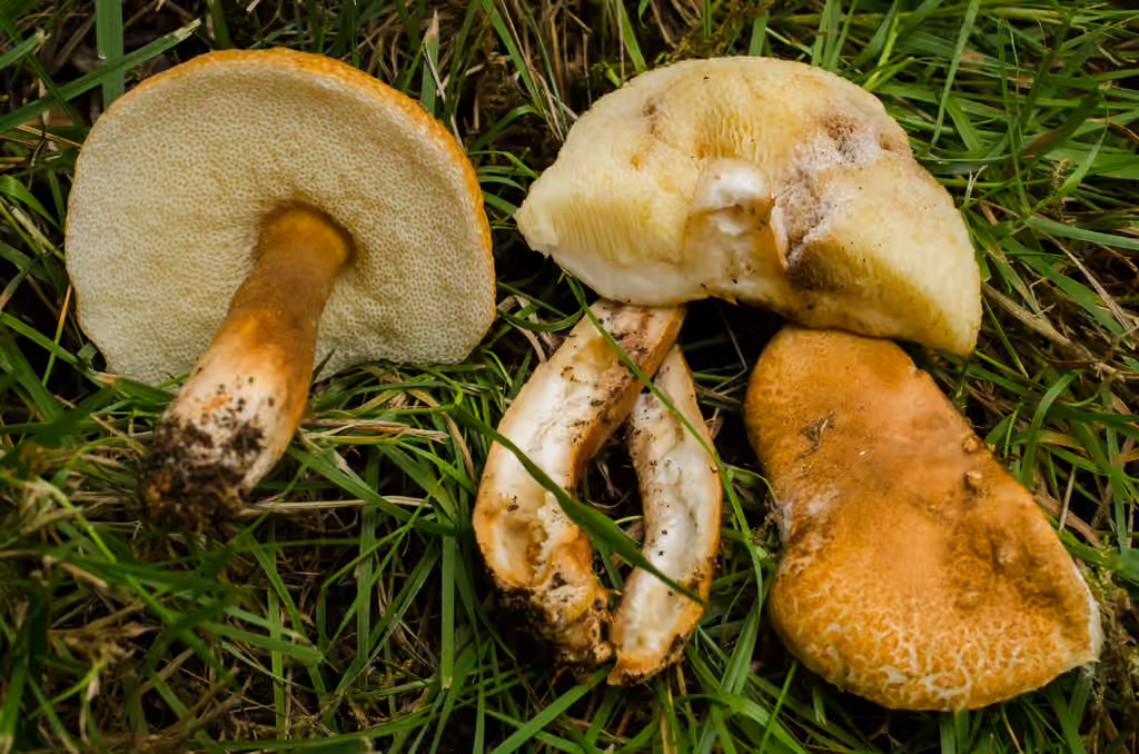 Chestnut Bolete, photo 3 of 5