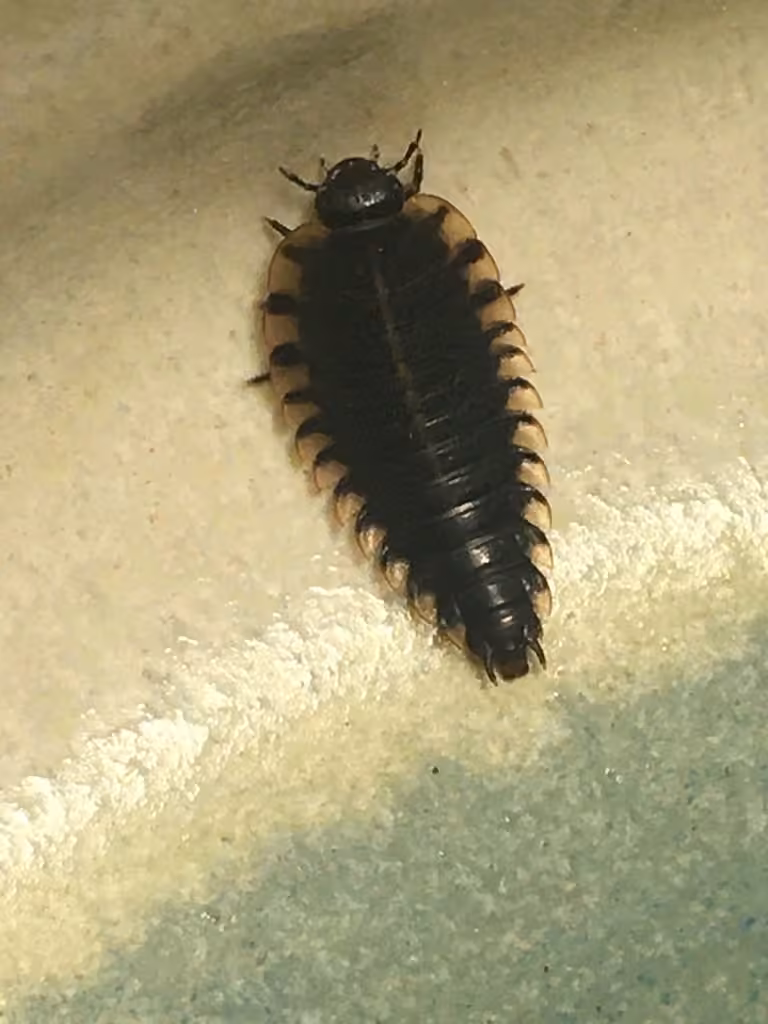 Margined Carrion Beetle, Larva