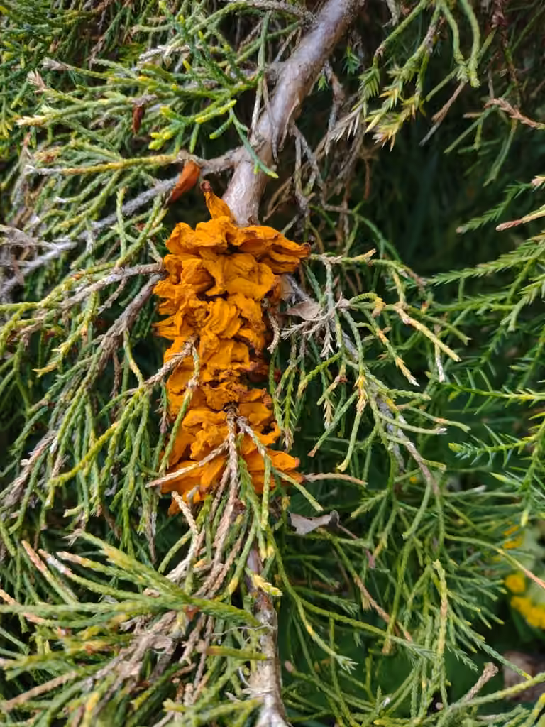 Rouille grillagée du poirier, photo 2 sur 5