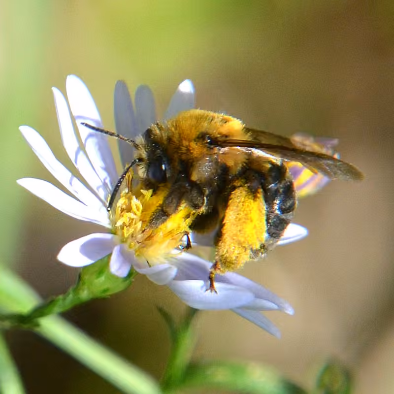 Abeille à ventre denté, photo 1 sur 5