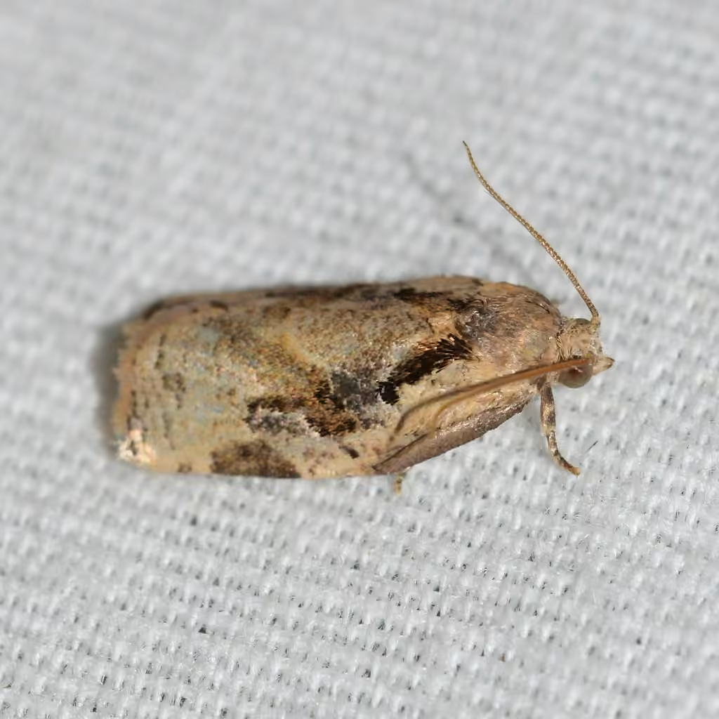Gray Archips Moth, Mâle