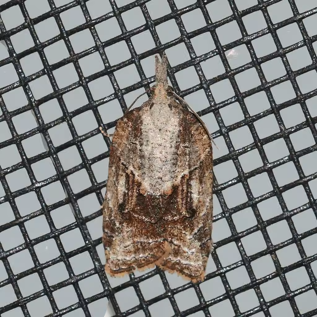 Tufted Apple Bud Moth