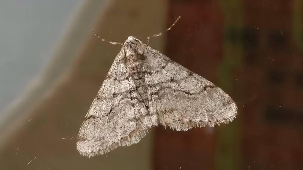 Arpenteuse épineuse des feuillus, Mâle