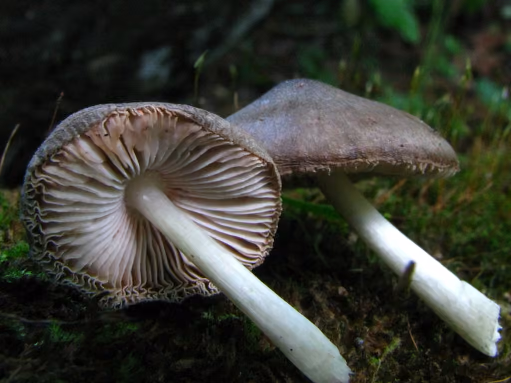 Pluteus americanus, photo 3 of 5