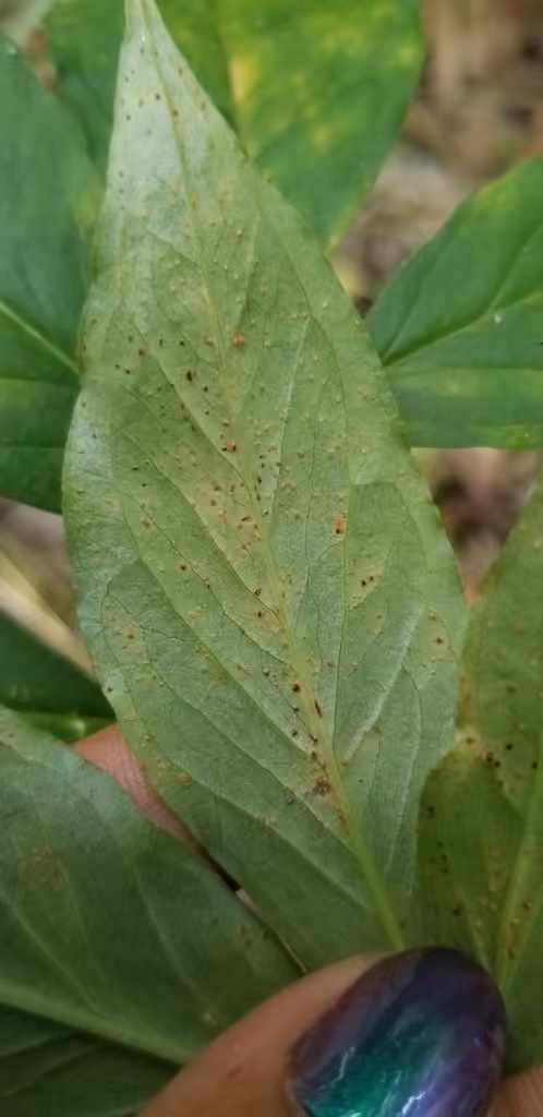 Jack-in-the-Pulpit Rust, photo 2 sur 5