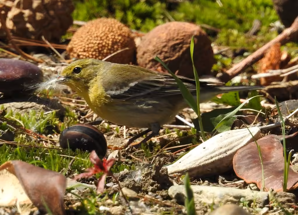 Paruline des pins, Femelle