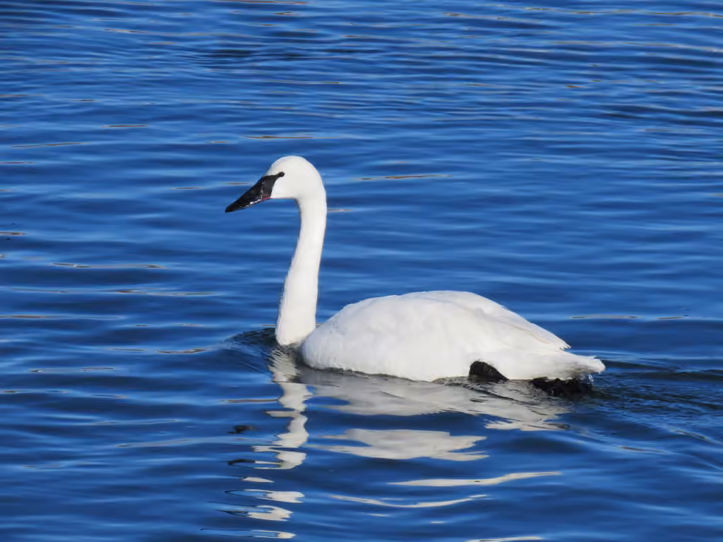 Cygne trompette, Femelle