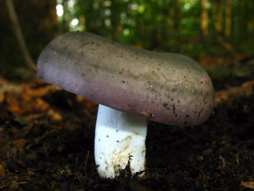 Variable Russula, photo 1 of 5
