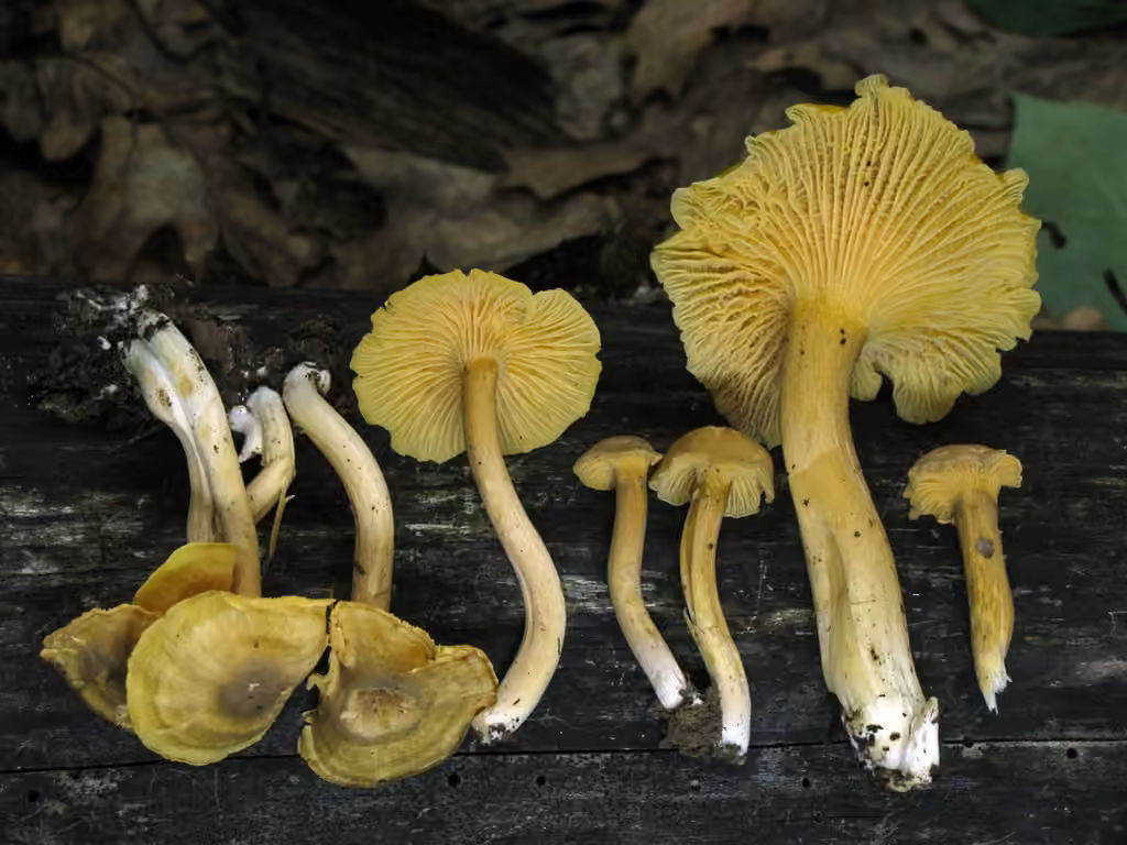 Appalachian Chanterelle