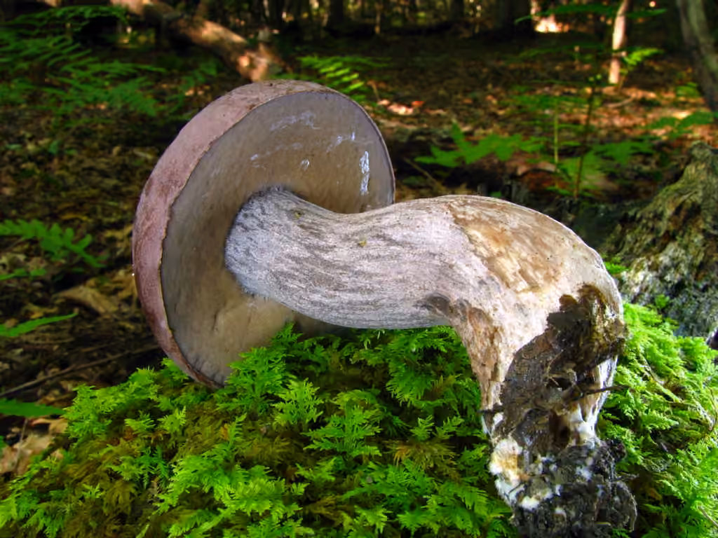 Bolet singulier, photo 2 sur 5