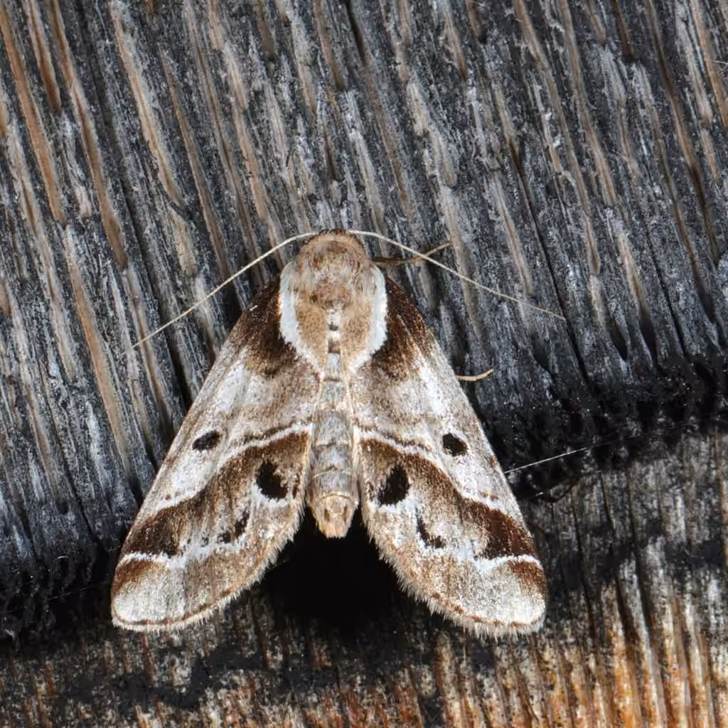 Doubleday's Baileya Moth, Adulte